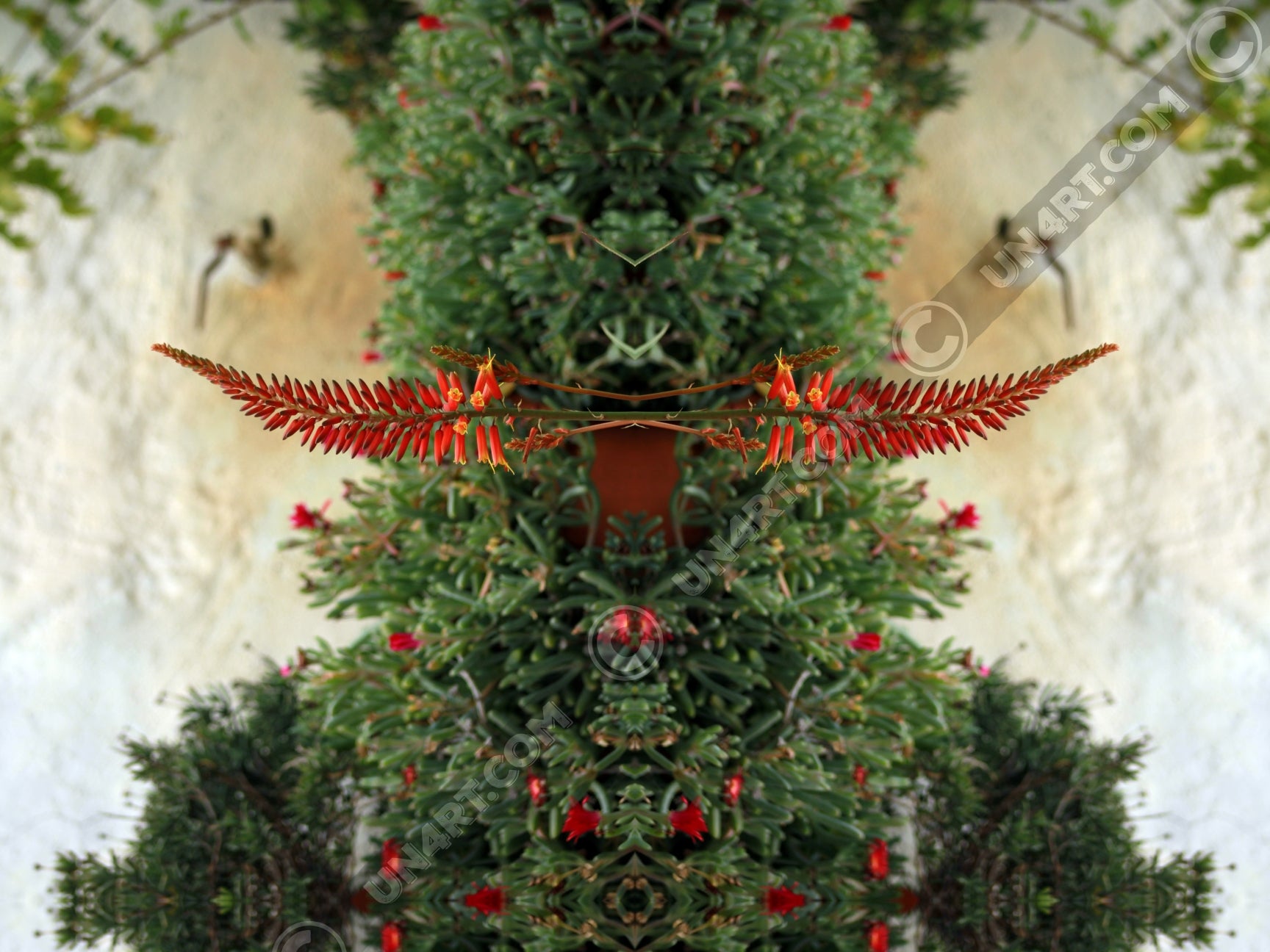 un4rt - the photographie shows plants with green leaves and red blossoms in front of an old white stone wall.