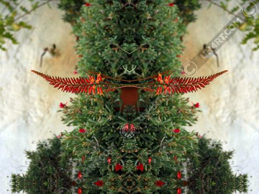 un4rt - the photographie shows plants with green leaves and red blossoms in front of an old white stone wall.
