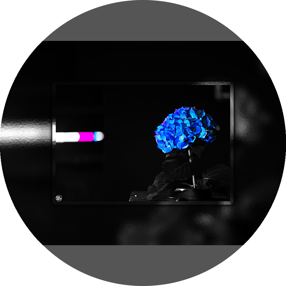 un4rt - the picture shows an edited photo. most of the picture is black and white. the main element is a hydrangea. the flowers of the hydrangea are coloured. the colours are blue and purple. the background is very blurred and only dimly visible. the picture was taken at the maze-club in berlin.