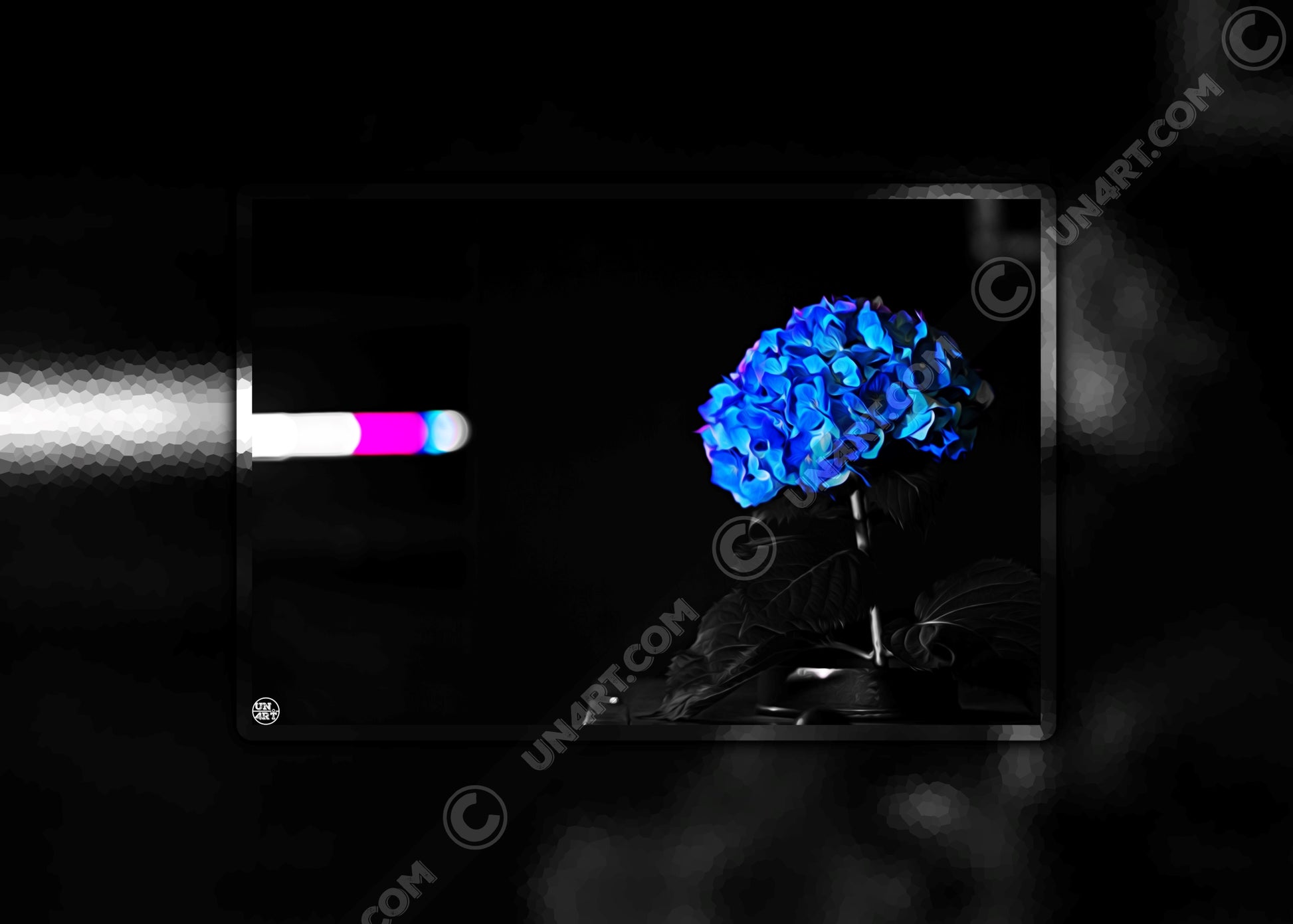 un4rt - the picture shows an edited photo. most of the picture is black and white. the main element is a hydrangea. the flowers of the hydrangea are coloured. the colours are blue and purple. the background is very blurred and only dimly visible. the picture was taken at the maze-club in berlin.