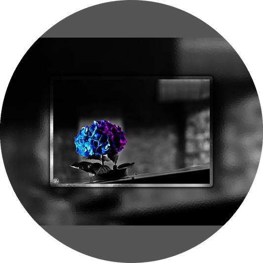 un4rt - the picture shows an edited photo. most of the picture is black and white. the main element is a hydrangea. the flowers of the hydrangea are coloured. the colours are blue and purple. the background is very blurred and only dimly visible. the picture was taken at the maze-club in berlin.