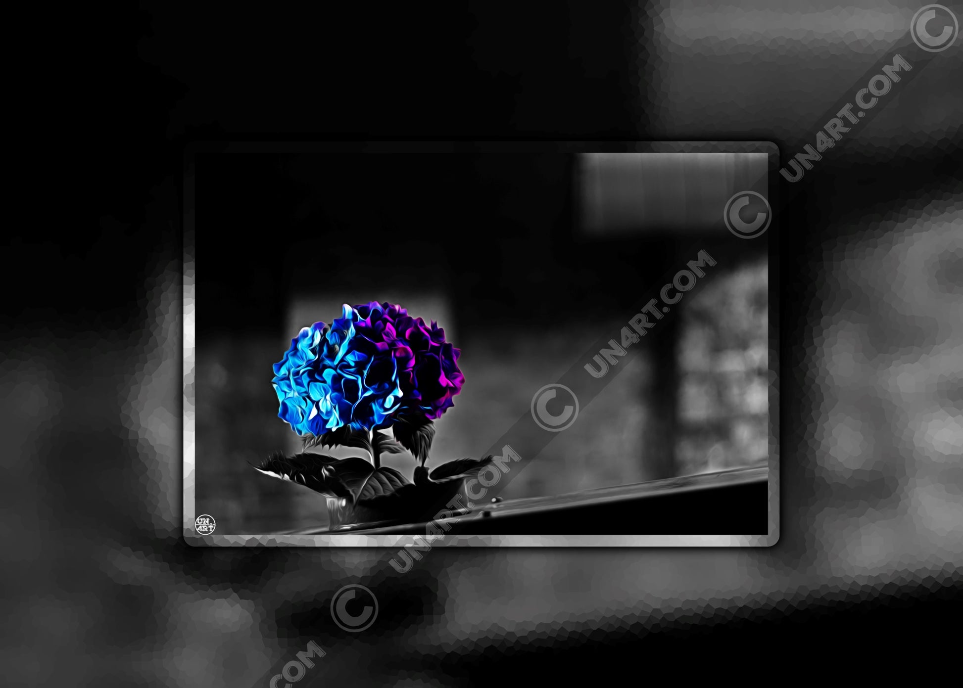 un4rt - the picture shows an edited photo. most of the picture is black and white. the main element is a hydrangea. the flowers of the hydrangea are coloured. the colours are blue and purple. the background is very blurred and only dimly visible. the picture was taken at the maze-club in berlin.