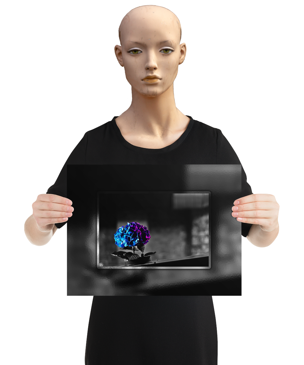 un4rt - the picture shows an edited photo. most of the picture is black and white. the main element is a hydrangea. the flowers of the hydrangea are coloured. the colours are blue and purple. the background is very blurred and only dimly visible. the picture was taken at the maze-club in berlin. the picture is presented by a mannequin.