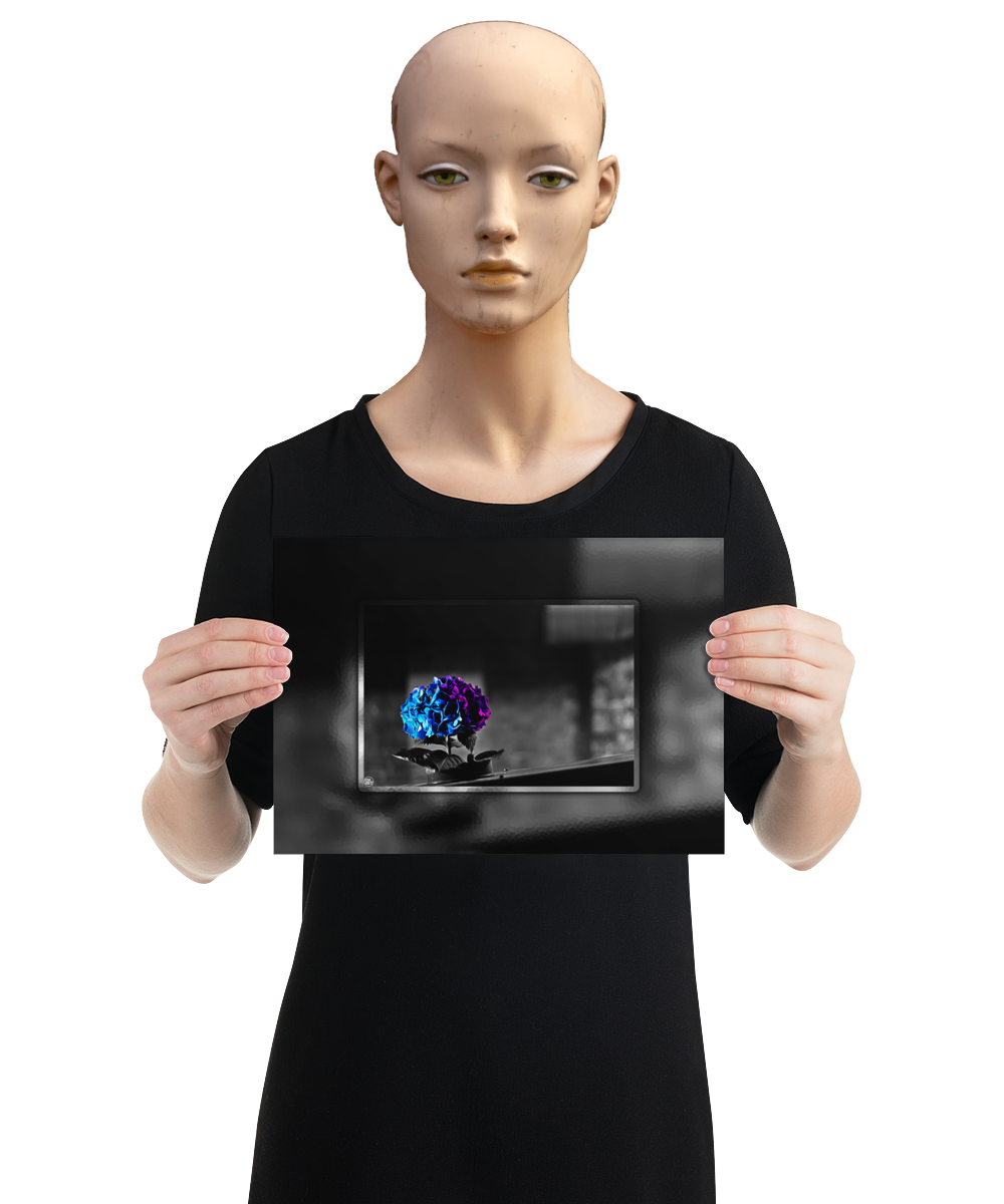 un4rt - the picture shows an edited photo. most of the picture is black and white. the main element is a hydrangea. the flowers of the hydrangea are coloured. the colours are blue and purple. the background is very blurred and only dimly visible. the picture was taken at the maze-club in berlin. the picture is presented by a mannequin.