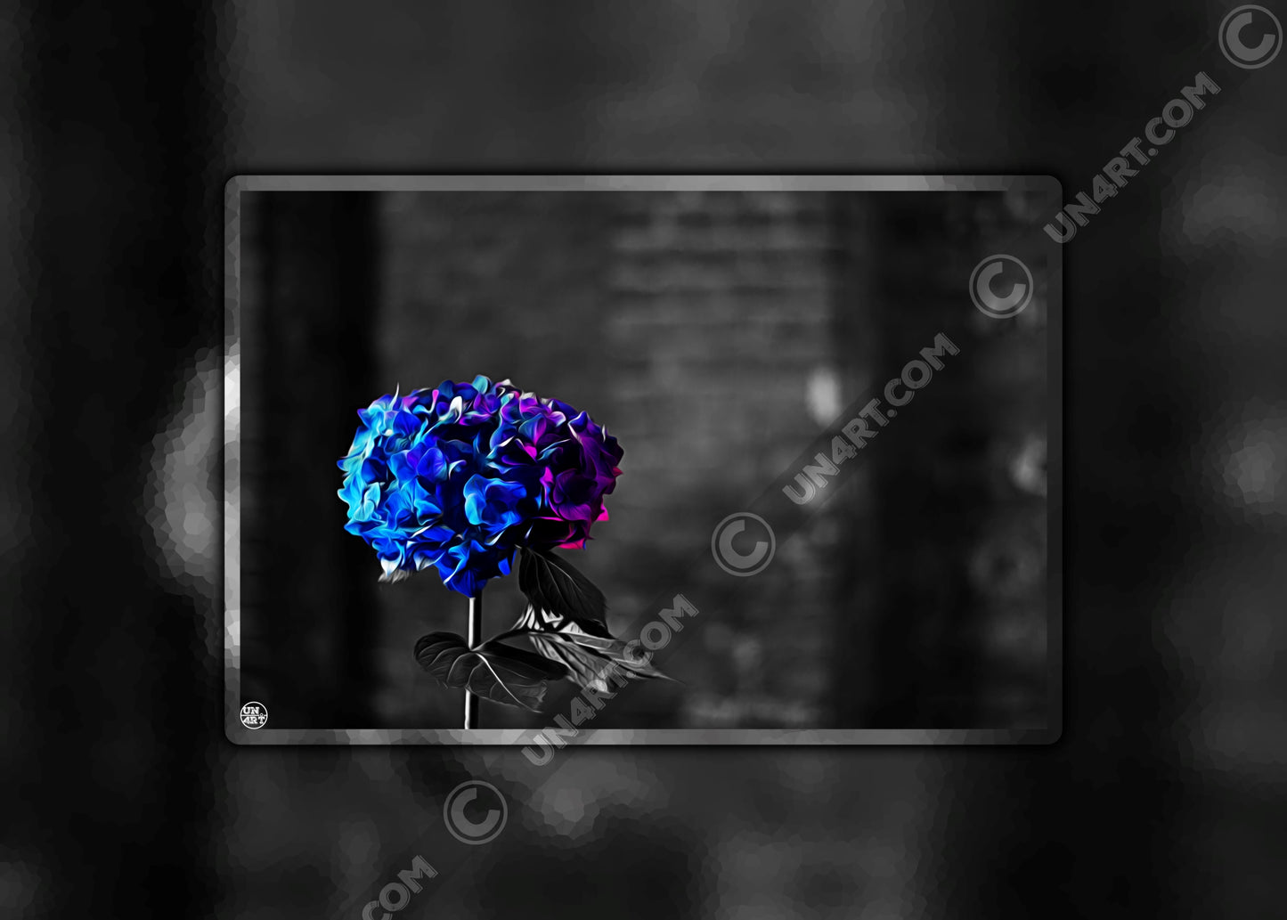 un4rt - the picture shows an edited photo. most of the picture is black and white. the main element is a hydrangea. the flowers of the hydrangea are coloured. the colours are blue and purple. the background is very blurred and only dimly visible. the picture was taken at the maze-club in berlin.
