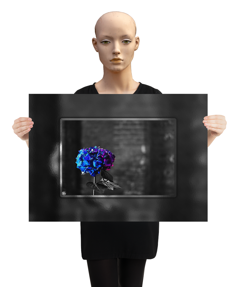 un4rt - the picture shows an edited photo. most of the picture is black and white. the main element is a hydrangea. the flowers of the hydrangea are coloured. the colours are blue and purple. the background is very blurred and only dimly visible. the picture was taken at the maze-club in berlin. the picture is presented by a mannequin.