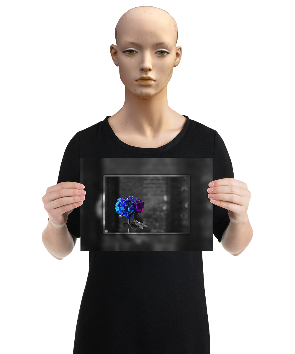 un4rt - the picture shows an edited photo. most of the picture is black and white. the main element is a hydrangea. the flowers of the hydrangea are coloured. the colours are blue and purple. the background is very blurred and only dimly visible. the picture was taken at the maze-club in berlin. the picture is presented by a mannequin.