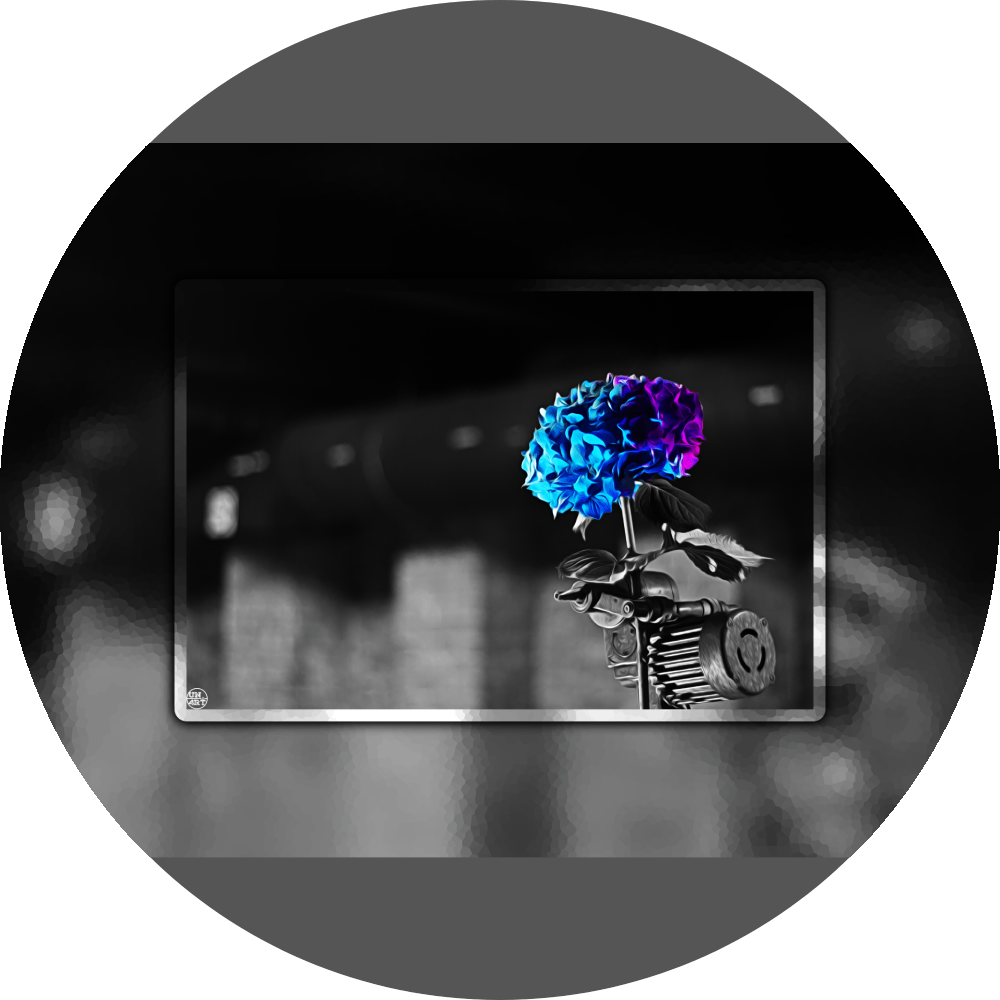 un4rt - the picture shows an edited photo. most of the picture is black and white. the main element is a hydrangea. the flowers of the hydrangea are coloured. the colours are blue and purple. the background is very blurred and only dimly visible. the picture was taken at the maze-club in berlin.