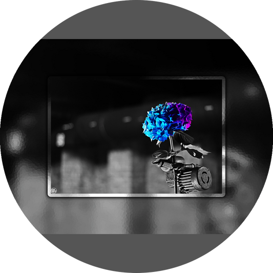 un4rt - the picture shows an edited photo. most of the picture is black and white. the main element is a hydrangea. the flowers of the hydrangea are coloured. the colours are blue and purple. the background is very blurred and only dimly visible. the picture was taken at the maze-club in berlin.