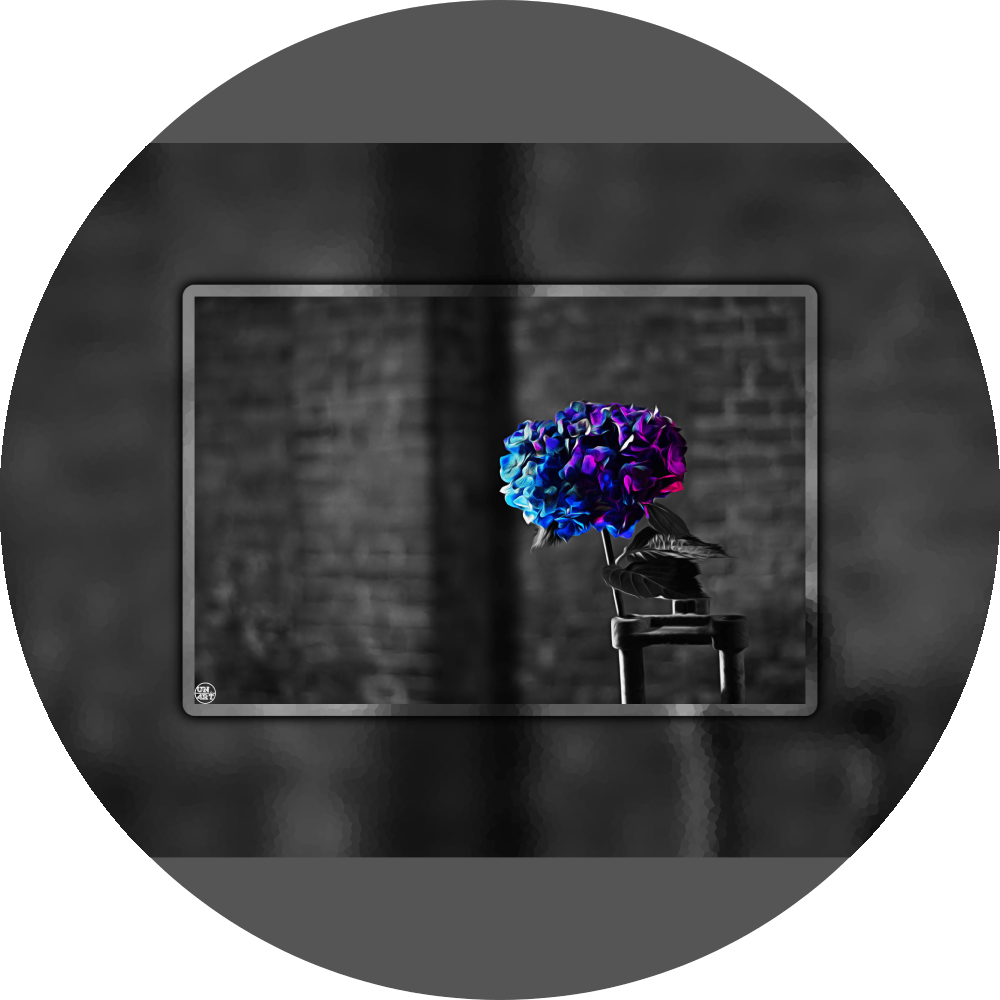 un4rt - the picture shows an edited photo. most of the picture is black and white. the main element is a hydrangea. the flowers of the hydrangea are coloured. the colours are blue and purple. the background is very blurred and only dimly visible. the picture was taken at the maze-club in berlin.