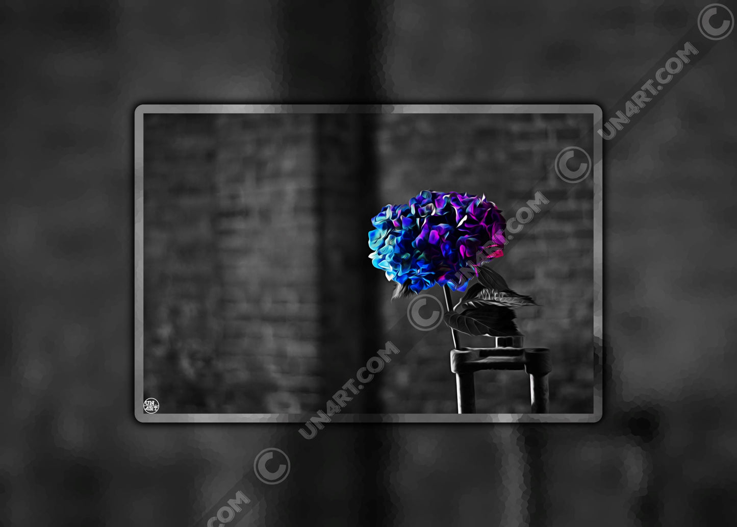 un4rt - the picture shows an edited photo. most of the picture is black and white. the main element is a hydrangea. the flowers of the hydrangea are coloured. the colours are blue and purple. the background is very blurred and only dimly visible. the picture was taken at the maze-club in berlin.