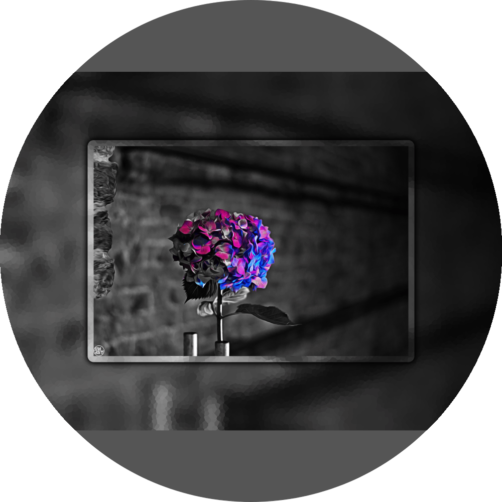 un4rt - the picture shows an edited photo. most of the picture is black and white. the main element is a hydrangea. the flowers of the hydrangea are coloured. the colours are blue and purple. the background is very blurred and only dimly visible. the picture was taken at the maze-club in berlin.