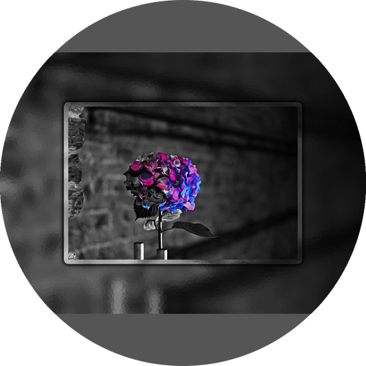 un4rt - the picture shows an edited photo. most of the picture is black and white. the main element is a hydrangea. the flowers of the hydrangea are coloured. the colours are blue and purple. the background is very blurred and only dimly visible. the picture was taken at the maze-club in berlin.