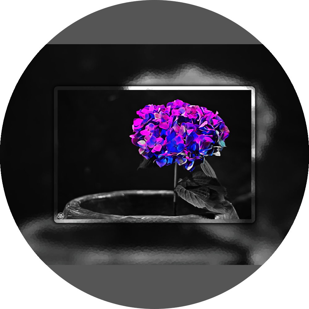 un4rt - the picture shows an edited photo. most of the picture is black and white. the main element is a hydrangea. the flowers of the hydrangea are coloured. the colours are blue and purple. the background is very blurred and only dimly visible. the picture was taken at the maze-club in berlin.