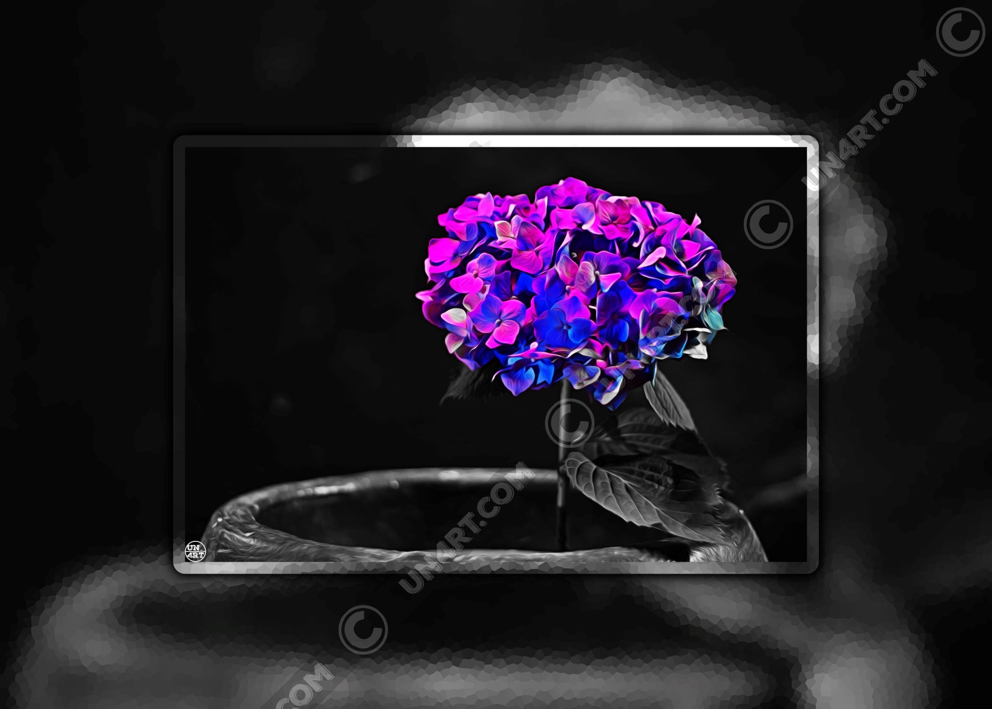 un4rt - the picture shows an edited photo. most of the picture is black and white. the main element is a hydrangea. the flowers of the hydrangea are coloured. the colours are blue and purple. the background is very blurred and only dimly visible. the picture was taken at the maze-club in berlin.