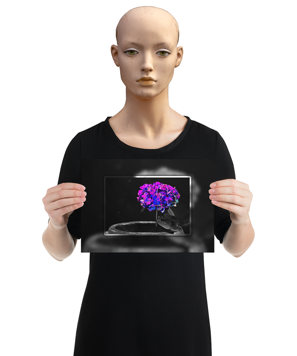 un4rt - the picture shows an edited photo. most of the picture is black and white. the main element is a hydrangea. the flowers of the hydrangea are coloured. the colours are blue and purple. the background is very blurred and only dimly visible. the picture was taken at the maze-club in berlin. the picture is presented by a mannequin.