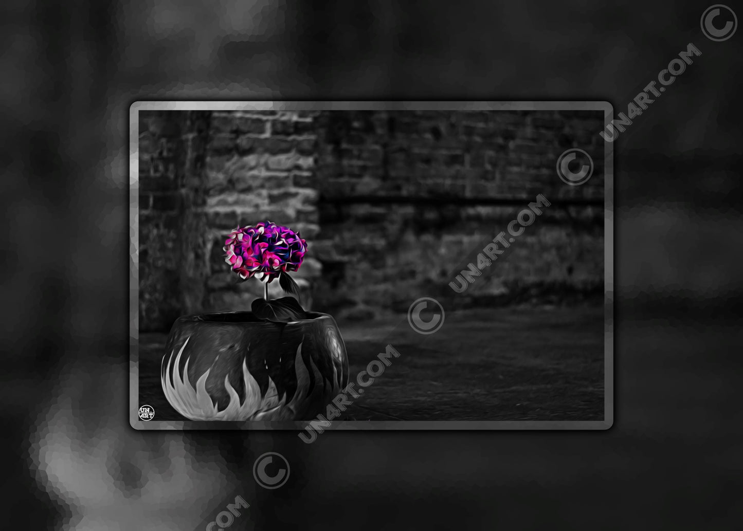 un4rt - the picture shows an edited photo. most of the picture is black and white. the main element is a hydrangea. the flowers of the hydrangea are coloured. the colours are blue and purple. the background is very blurred and only dimly visible. the picture was taken at the maze-club in berlin.