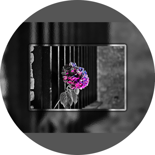 un4rt - the picture shows an edited photo. most of the picture is black and white. the main element is a hydrangea. the flowers of the hydrangea are coloured. the colours are blue and purple. the background is very blurred and only dimly visible. the picture was taken at the maze-club in berlin.