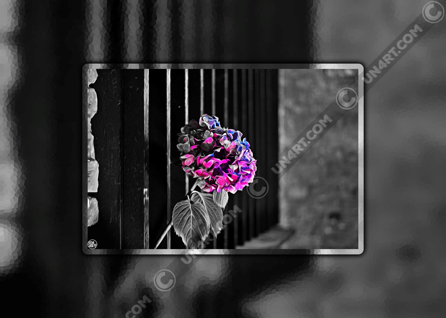 un4rt - the picture shows an edited photo. most of the picture is black and white. the main element is a hydrangea. the flowers of the hydrangea are coloured. the colours are blue and purple. the background is very blurred and only dimly visible. the picture was taken at the maze-club in berlin.