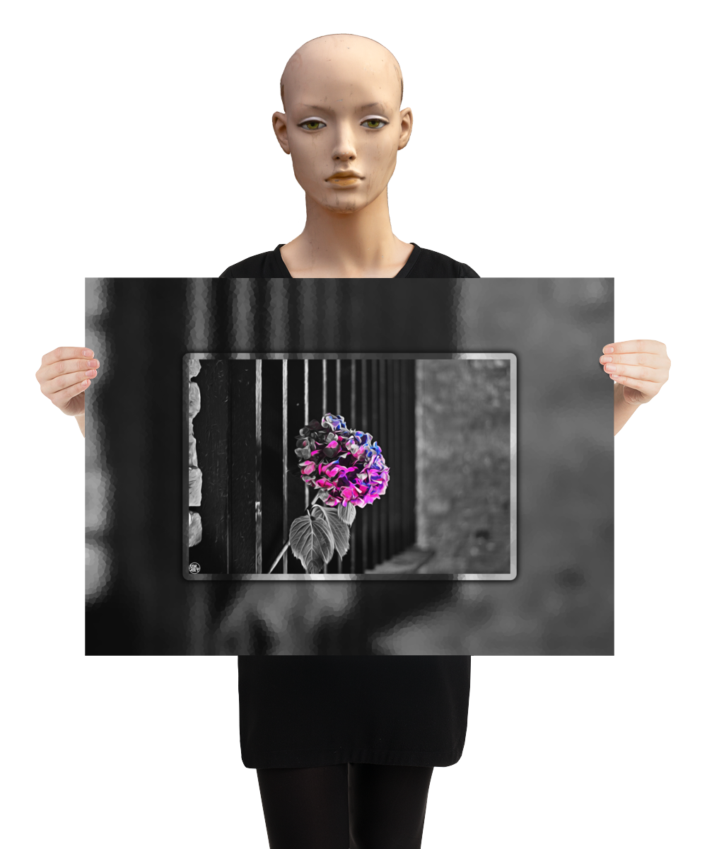 un4rt - the picture shows an edited photo. most of the picture is black and white. the main element is a hydrangea. the flowers of the hydrangea are coloured. the colours are blue and purple. the background is very blurred and only dimly visible. the picture was taken at the maze-club in berlin. the picture is presented by a mannequin.