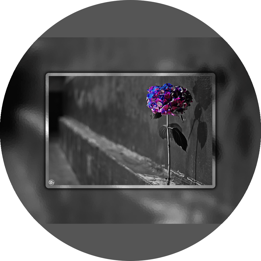 un4rt - the picture shows an edited photo. most of the picture is black and white. the main element is a hydrangea. the flowers of the hydrangea are coloured. the colours are blue and purple. the background is very blurred and only dimly visible. the picture was taken at the maze-club in berlin.