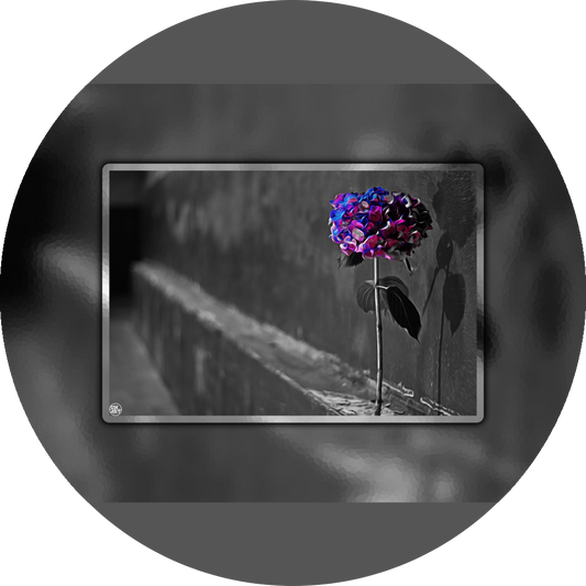 un4rt - the picture shows an edited photo. most of the picture is black and white. the main element is a hydrangea. the flowers of the hydrangea are coloured. the colours are blue and purple. the background is very blurred and only dimly visible. the picture was taken at the maze-club in berlin.