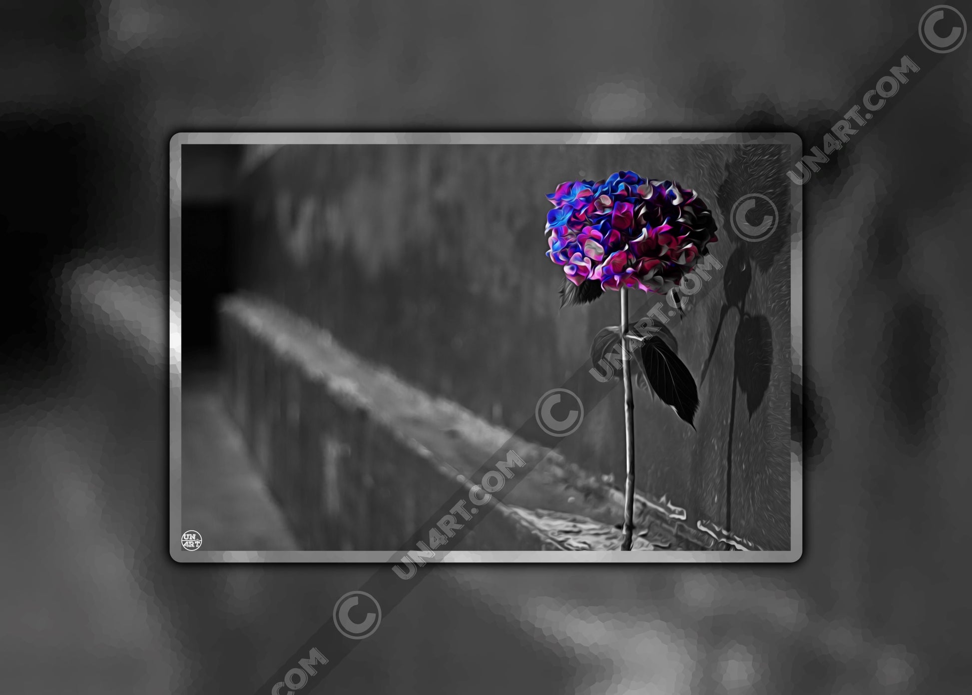 un4rt - the picture shows an edited photo. most of the picture is black and white. the main element is a hydrangea. the flowers of the hydrangea are coloured. the colours are blue and purple. the background is very blurred and only dimly visible. the picture was taken at the maze-club in berlin.