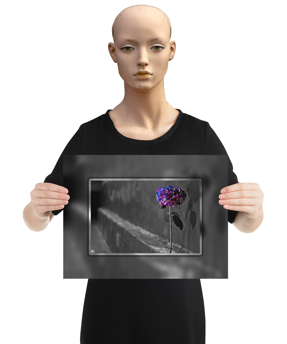 un4rt - the picture shows an edited photo. most of the picture is black and white. the main element is a hydrangea. the flowers of the hydrangea are coloured. the colours are blue and purple. the background is very blurred and only dimly visible. the picture was taken at the maze-club in berlin. the picture is presented by a mannequin.