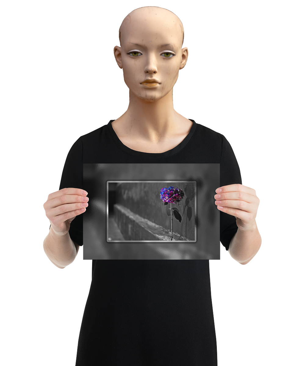 un4rt - the picture shows an edited photo. most of the picture is black and white. the main element is a hydrangea. the flowers of the hydrangea are coloured. the colours are blue and purple. the background is very blurred and only dimly visible. the picture was taken at the maze-club in berlin. the picture is presented by a mannequin.