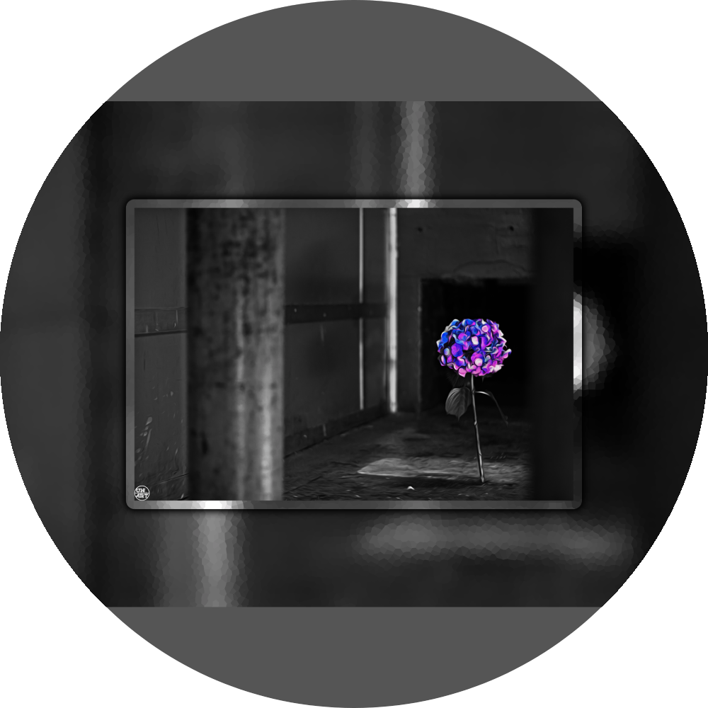 un4rt - the picture shows an edited photo. most of the picture is black and white. the main element is a hydrangea. the flowers of the hydrangea are coloured. the colours are blue and purple. the background is very blurred and only dimly visible. the picture was taken at the maze-club in berlin.