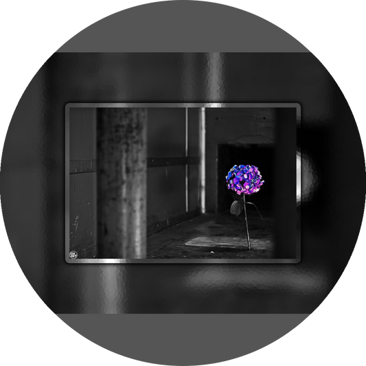 un4rt - the picture shows an edited photo. most of the picture is black and white. the main element is a hydrangea. the flowers of the hydrangea are coloured. the colours are blue and purple. the background is very blurred and only dimly visible. the picture was taken at the maze-club in berlin.