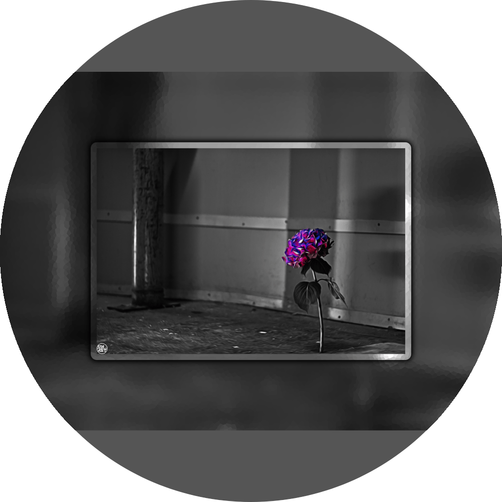 un4rt - the picture shows an edited photo. most of the picture is black and white. the main element is a hydrangea. the flowers of the hydrangea are coloured. the colours are blue and purple. the background is very blurred and only dimly visible. the picture was taken at the maze-club in berlin.