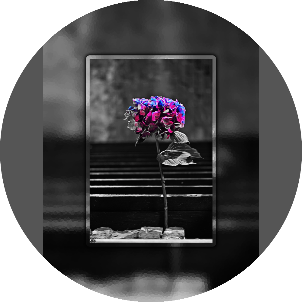 un4rt - the picture shows an edited photo. most of the picture is black and white. the main element is a hydrangea. the flowers of the hydrangea are coloured. the colours are blue and purple. the background is very blurred and only dimly visible. the picture was taken at the maze-club in berlin.