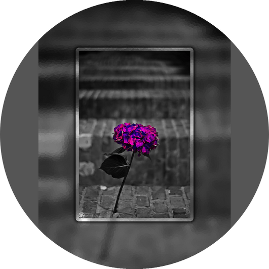 un4rt - the picture shows an edited photo. most of the picture is black and white. the main element is a hydrangea. the flowers of the hydrangea are coloured. the colours are blue and purple. the background is very blurred and only dimly visible. the picture was taken at the maze-club in berlin.