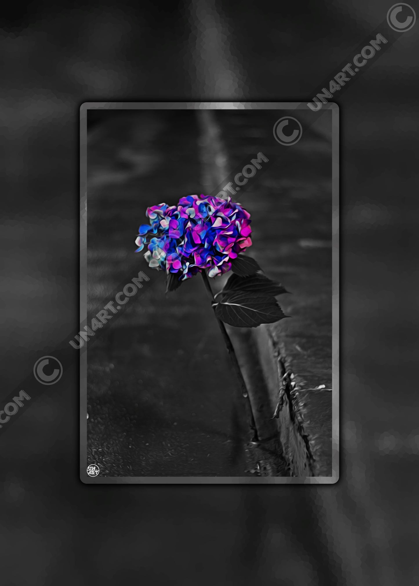 un4rt - the picture shows an edited photo. most of the picture is black and white. the main element is a hydrangea. the flowers of the hydrangea are coloured. the colours are blue and purple. the background is very blurred and only dimly visible. the picture was taken at the maze-club in berlin.
