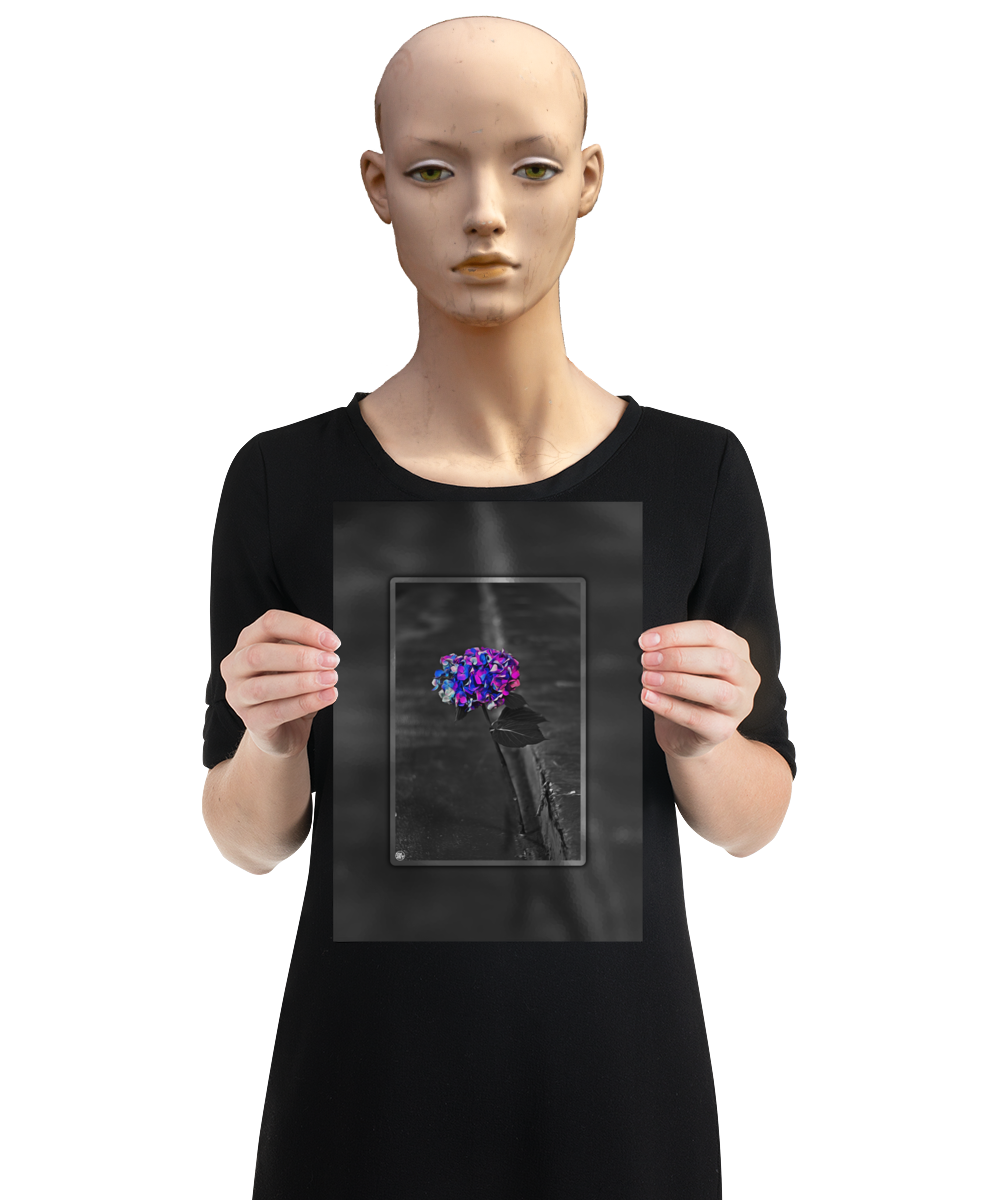 un4rt - the picture shows an edited photo. most of the picture is black and white. the main element is a hydrangea. the flowers of the hydrangea are coloured. the colours are blue and purple. the background is very blurred and only dimly visible. the picture was taken at the maze-club in berlin. the picture is presented by a mannequin.