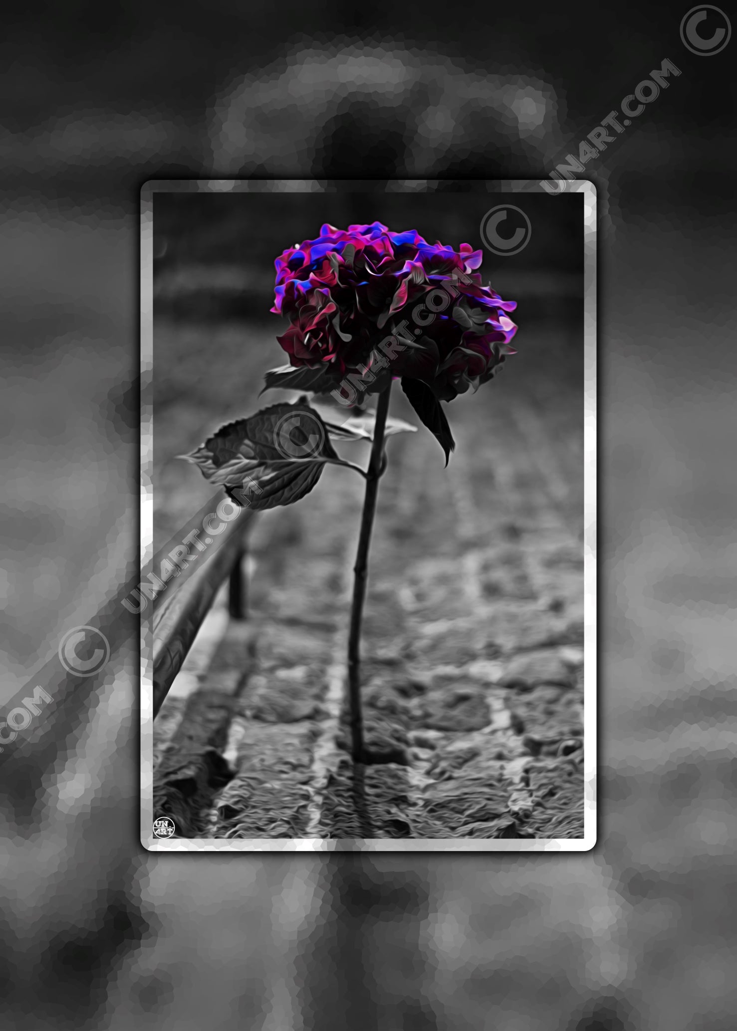un4rt - the picture shows an edited photo. most of the picture is black and white. the main element is a hydrangea. the flowers of the hydrangea are coloured. the colours are blue and purple. the background is very blurred and only dimly visible. the picture was taken at the maze-club in berlin.