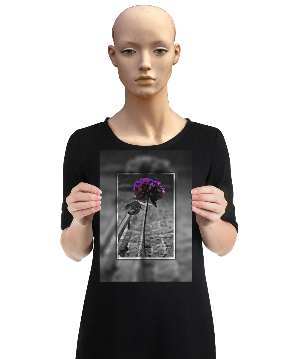 un4rt - the picture shows an edited photo. most of the picture is black and white. the main element is a hydrangea. the flowers of the hydrangea are coloured. the colours are blue and purple. the background is very blurred and only dimly visible. the picture was taken at the maze-club in berlin. the picture is presented by a mannequin.