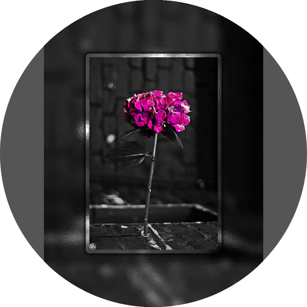 un4rt - the picture shows an edited photo. most of the picture is black and white. the main element is a hydrangea. the flowers of the hydrangea are coloured. the colours are blue and purple. the background is very blurred and only dimly visible. the picture was taken at the maze-club in berlin.