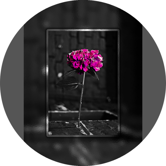 un4rt - the picture shows an edited photo. most of the picture is black and white. the main element is a hydrangea. the flowers of the hydrangea are coloured. the colours are blue and purple. the background is very blurred and only dimly visible. the picture was taken at the maze-club in berlin.