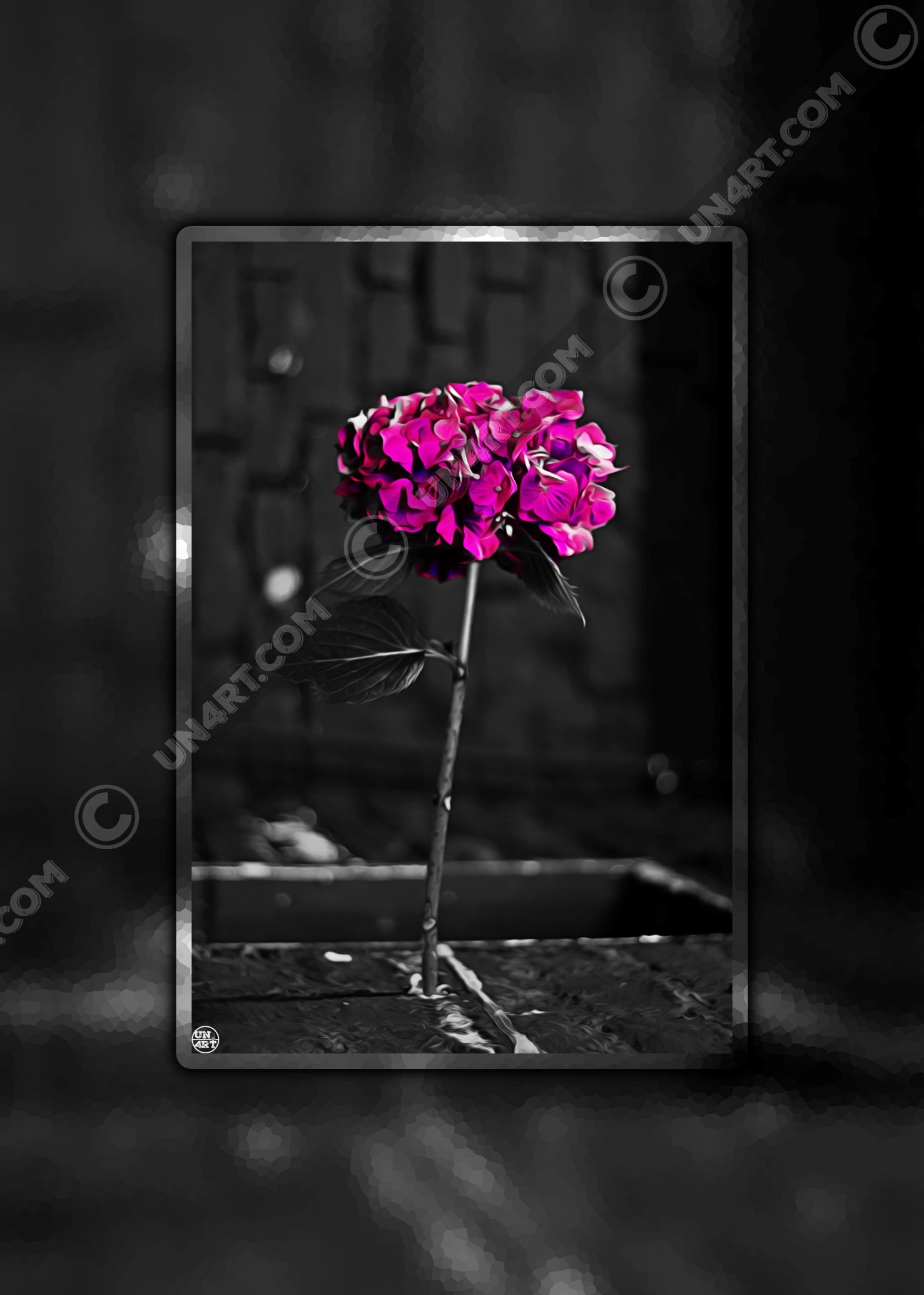 un4rt - the picture shows an edited photo. most of the picture is black and white. the main element is a hydrangea. the flowers of the hydrangea are coloured. the colours are blue and purple. the background is very blurred and only dimly visible. the picture was taken at the maze-club in berlin.