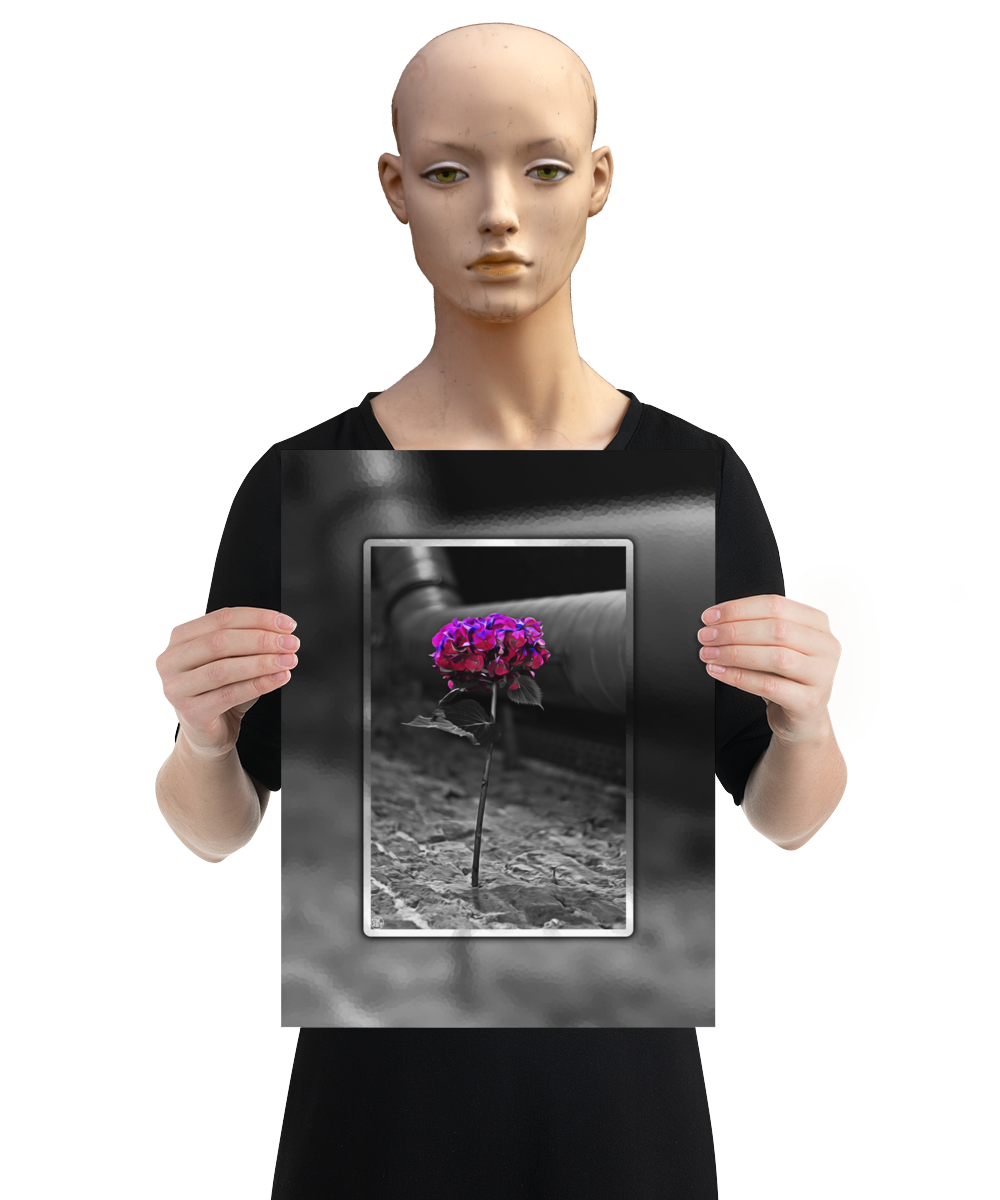 un4rt - the picture shows an edited photo. most of the picture is black and white. the main element is a hydrangea. the flowers of the hydrangea are coloured. the colours are blue and purple. the background is very blurred and only dimly visible. the picture was taken at the maze-club in berlin. the picture is presented by a mannequin.