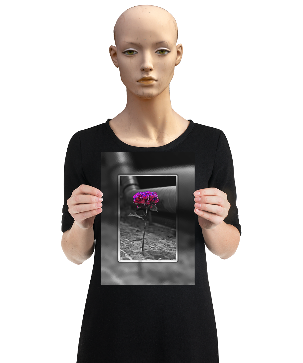 un4rt - the picture shows an edited photo. most of the picture is black and white. the main element is a hydrangea. the flowers of the hydrangea are colored. the colors are blue and purple. the background is very blurred and only dimly visible. the picture was taken at the maze-club in berlin. the picture is presented by a mannequin.