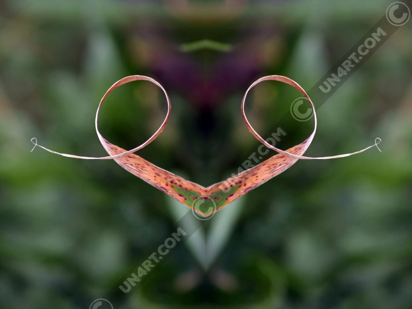 un4rt - the photographie is doubled and then mirrored to create the final image. the image shows a dried blade of grass that has curled up twice. the background is blurry and colored in various tones of green and a bit of purple.
