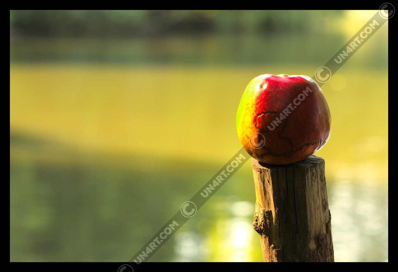 un4rt - photographie of a red and yellow apple on a cutted tree trunk in font of a lake. the apple shows traces of a worm under its skin. the surface of the lake is unfocused.