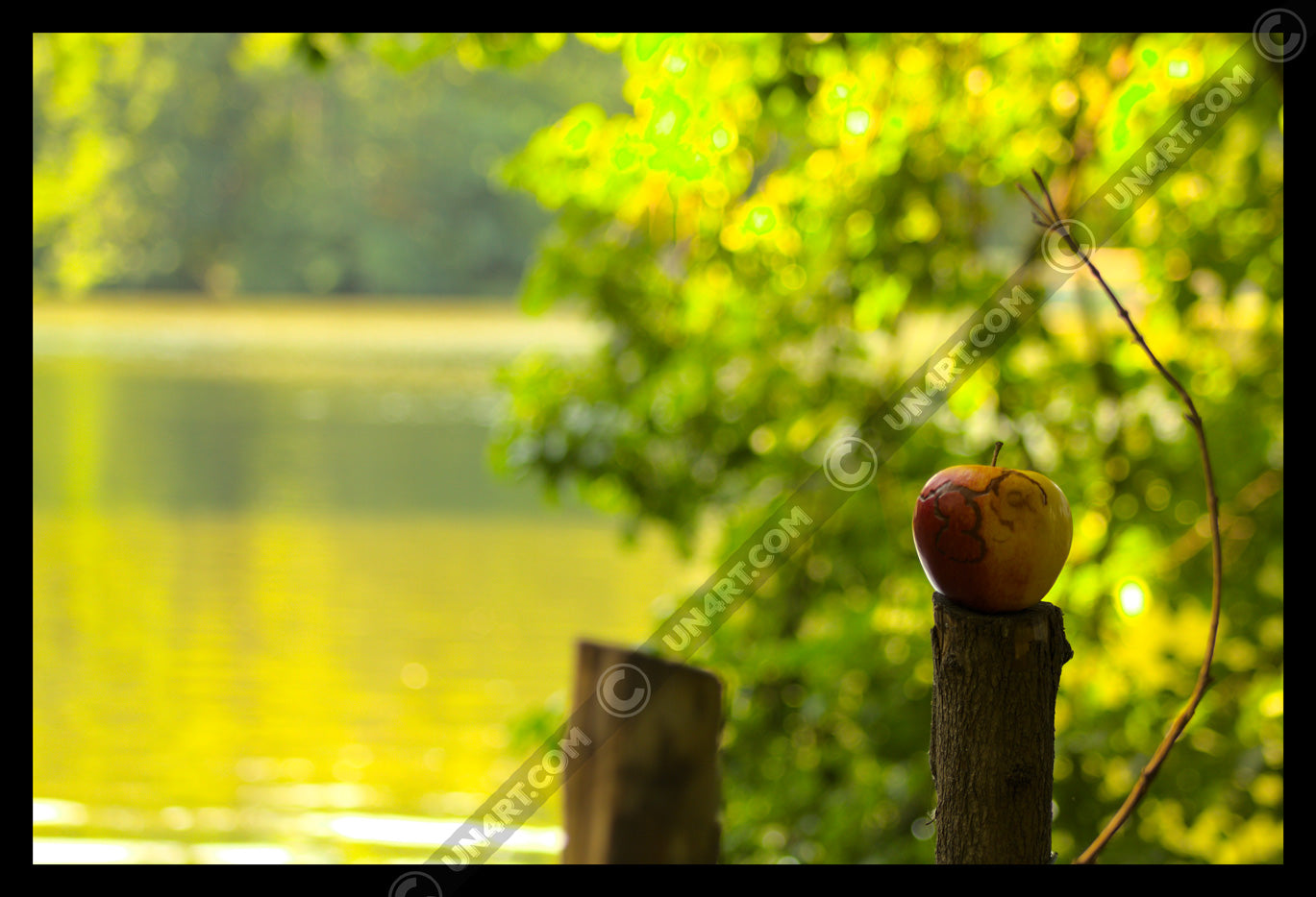 un4rt - photographie of a red and yellow apple on a cutted tree trunk in font of a lake. another tree trunk next to it. the apple shows traces of a worm under its skin. the surface of the lake is unfocused. leaves  of a tree behind the apple.