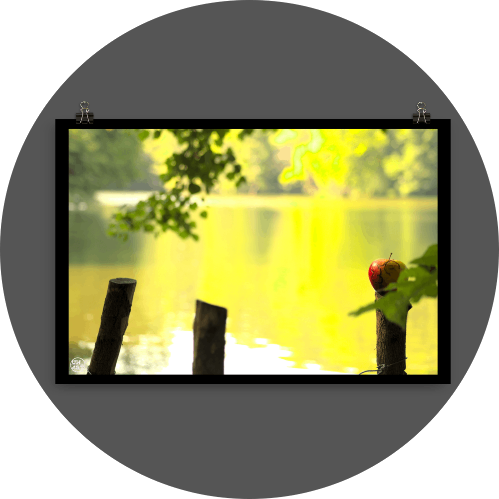 un4rt - photographie of a red and yellow apple on a cutted tree trunk in font of a lake. two more tree trunks next to it. the apple shows traces of a worm under its skin. the surface of the lake is unfocused. leaves  of a tree behind and in front of the apple.