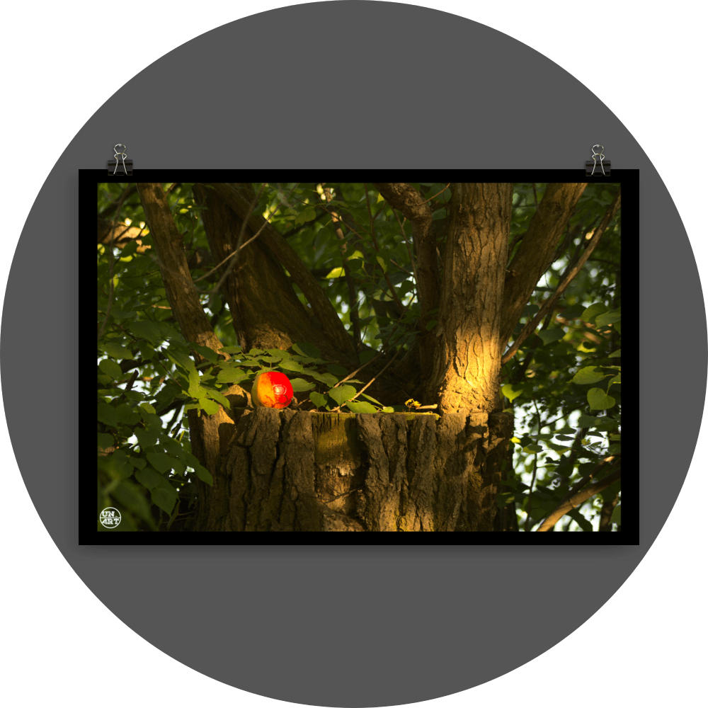 un4rt - photographie of a red and yellow apple on a cutted tree trunk. the trunk has new sprouts. the sprouts are full of leaves.