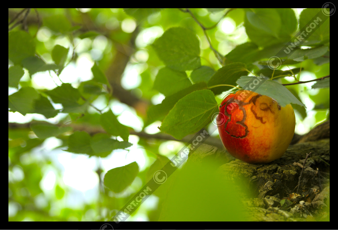 un4rt - photographie of a red and yellow apple on a tree trunk. the apple shows traces of a worm under its skin. the trunk has new sprouts. the sprouts are full of leaves. the leaves are all around. bookeh, blurry background.