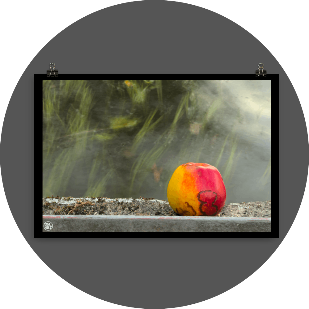 un4rt - photographie of a red and yellow apple on a concrete edge. the apple shows traces of a worm under its skin. moss on the concrete. water with seaweed in the backround. the sun is reflecting on the surface of the water.